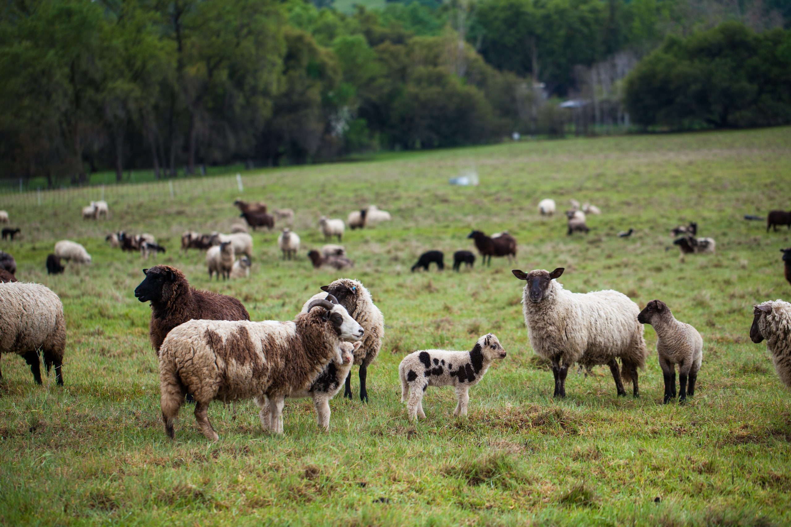 photography of white brown and black sheep and lambs in verdant pasture