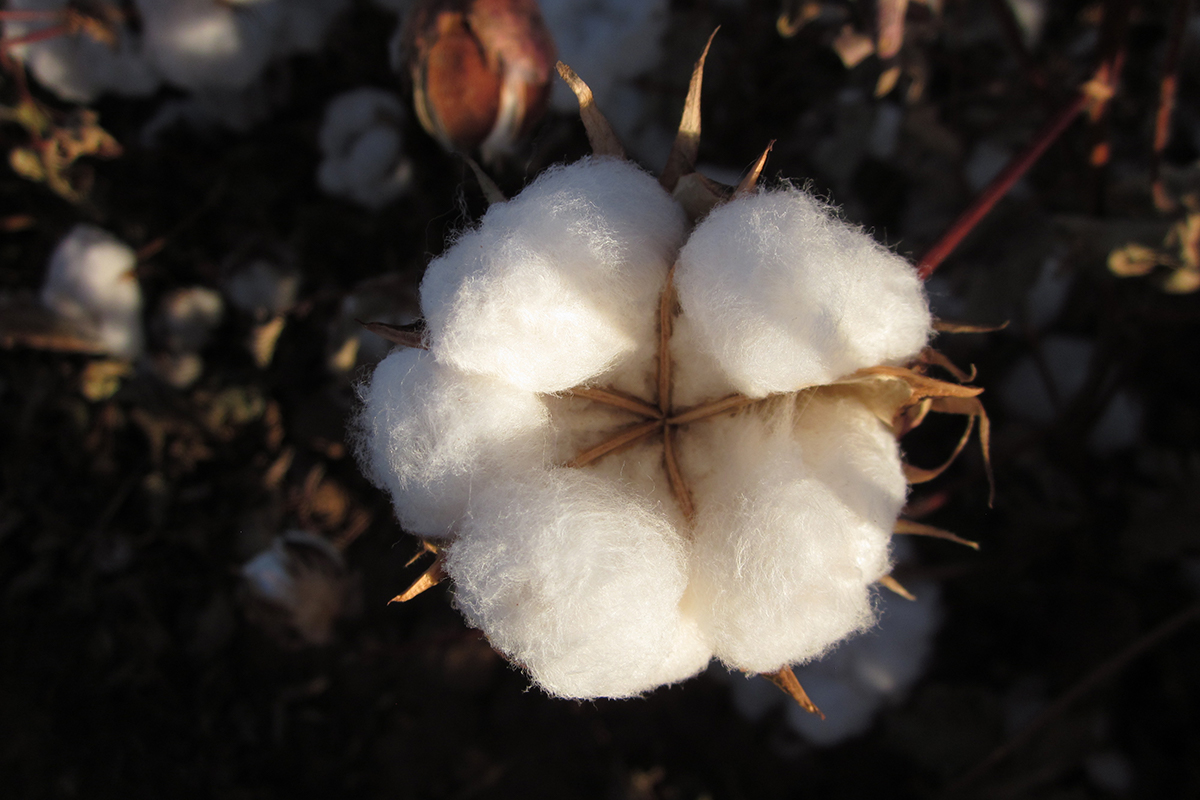 color photograph of close up white cotton boll in field before harvest top view
